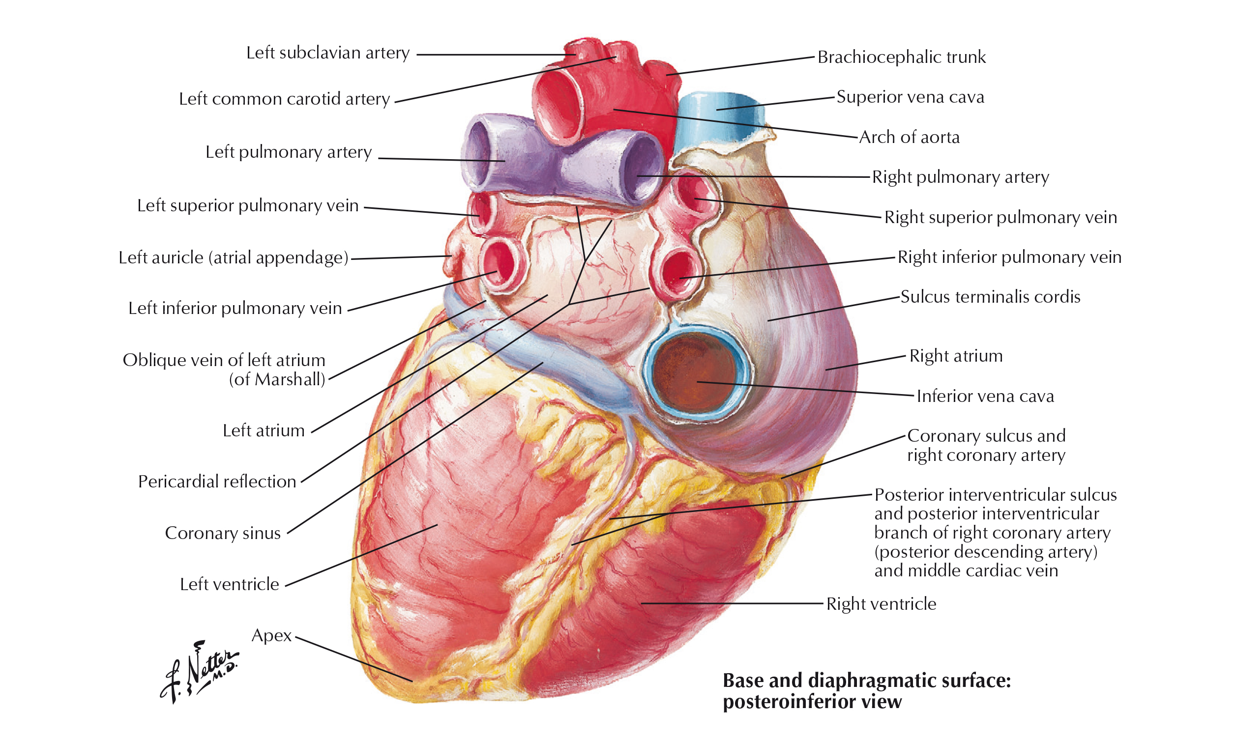 Cordis латынь. Венечная борозда сердца анатомия. Диафрагмальная поверхность сердца анатомия. Борозды на поверхности сердца анатомия. Строение сердца венечная борозда.